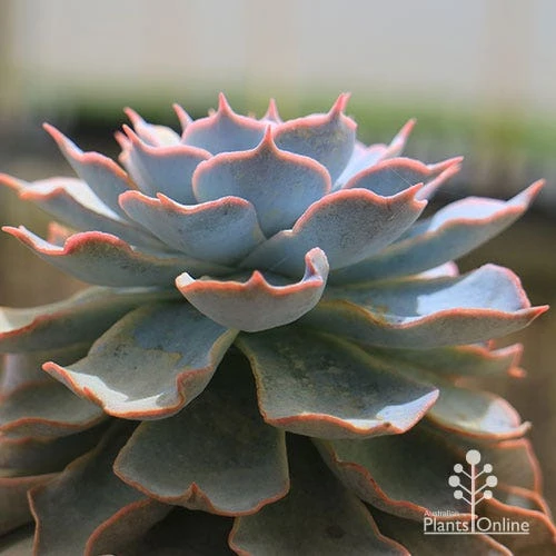 Echeveria Morning Beauty - Succulent 4 Echeveria Morning Beauty - Succulent - Image 2