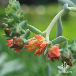 Echeveria Topsy Turvy - Succulent 18 Echeveria Topsy Turvy - Succulent -Green Plant Corner apo echeveria topsy turvy flowers