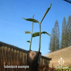 Zingiber - Edible Ginger 12 Zingiber - Edible Ginger -Green Plant Corner apo edible ginger tubestock