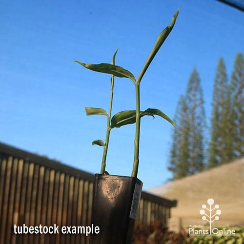 Zingiber - Edible Ginger 5 Zingiber - Edible Ginger - Image 3