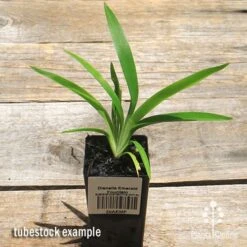 Dianella Emerald Fountain -Green Plant Corner apo emerald fountain dianella tubestock top