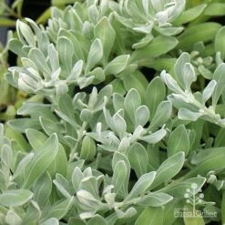 Eremophila Blue Horizon - Emu Bush -Green Plant Corner apo eremophila blue horizon foliage