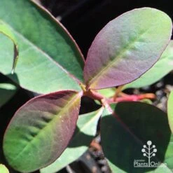 Eucalyptus Olida - Strawberry Gum -Green Plant Corner apo eucalyptus olida purple