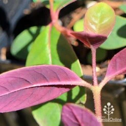 Eucalyptus Olida - Strawberry Gum -Green Plant Corner apo eucalyptus olida purple leaf