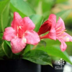 Weigela Eva Rathke -Green Plant Corner apo eva rathke weigela flowers 1