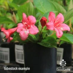 Weigela Eva Rathke -Green Plant Corner apo eva rathke weigela tubestock flowering
