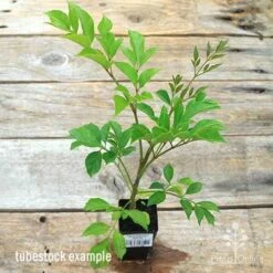 Radermachera Everlasting Beauty -Green Plant Corner apo everlasting beauty radermachera tubestock top