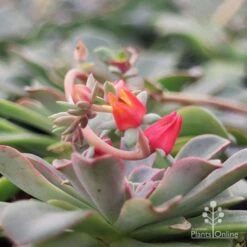 Echeveria Fantastic Fountain - Succulent -Green Plant Corner apo fantastic fountain flower