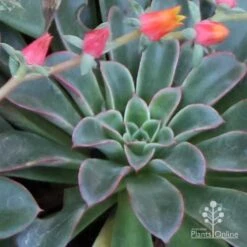 Echeveria Fantastic Fountain - Succulent -Green Plant Corner apo fantastic fountain fountaining
