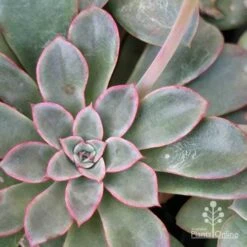 Echeveria Fantastic Fountain - Succulent -Green Plant Corner apo fantastic fountain leaf colour