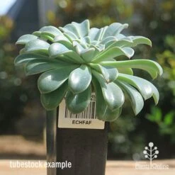 Echeveria Fantastic Fountain - Succulent -Green Plant Corner apo fantastic fountain tubestock