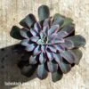 Echeveria Fantastic Fountain - Succulent -Green Plant Corner apo fantastic fountain tubestock above