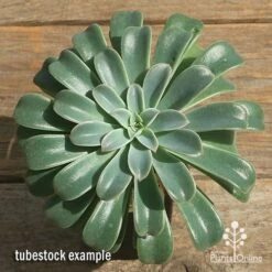 Echeveria Fantastic Fountain - Succulent -Green Plant Corner apo fantastic fountain tubestock top perfect