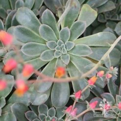 Echeveria Fantastic Fountain - Succulent -Green Plant Corner apo fantastic fountain 1