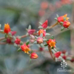 Echeveria Fantastic Fountain - Succulent -Green Plant Corner apo fantasticfountain flowers