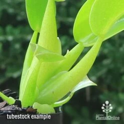 Philodendron Fat Boy -Green Plant Corner apo fat boy tubestock stems