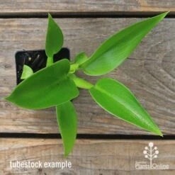 Philodendron Fat Boy -Green Plant Corner apo fat boy tubestock top