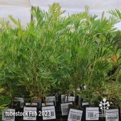 Grevillea Ned Kelly -Green Plant Corner apo feb ned kelly