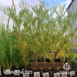 Grevillea Sandra Gordon -Green Plant Corner apo feb sandra gordon