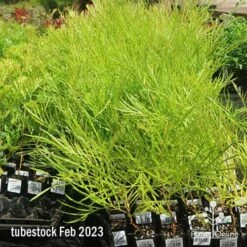 Grevillea Yamba Sunshine -Green Plant Corner apo feb yamba sunshine