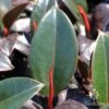 Ficus Elastica Burgundy - Rubber Plant -Green Plant Corner apo ficus burgundy new leaf