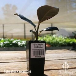Ficus Elastica Burgundy - Rubber Plant -Green Plant Corner apo ficus burgundy tubestock