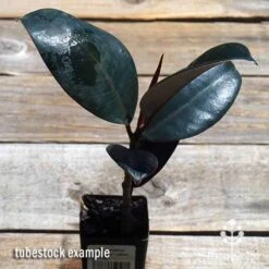 Ficus Elastica Burgundy - Rubber Plant -Green Plant Corner apo ficus burgundy tubestock top