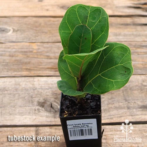 Ficus Lyrata Bambino - Fiddle Leaf Fig 7 Ficus Lyrata Bambino - Fiddle Leaf Fig - Image 5
