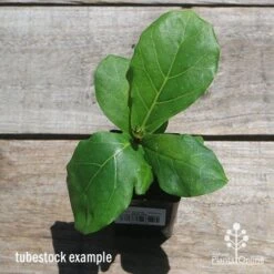 Ficus Lyrata - Fiddle Leaf Fig -Green Plant Corner apo fiddleleaf fig tubestoc top