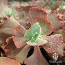 Echeveria Fire And Ice - Succulent 11 Echeveria Fire And Ice - Succulent -Green Plant Corner apo fire and ice
