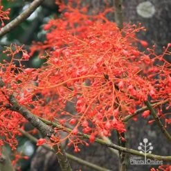 Illawarra Flame Tree - Brachychiton 19 Illawarra Flame Tree - Brachychiton -Green Plant Corner apo flame tree flowers