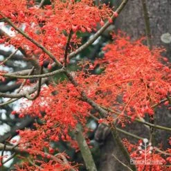 Illawarra Flame Tree - Brachychiton 23 Illawarra Flame Tree - Brachychiton -Green Plant Corner apo flame tree flowers2