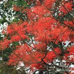 Illawarra Flame Tree - Brachychiton 25 Illawarra Flame Tree - Brachychiton -Green Plant Corner apo flame tree flowers3
