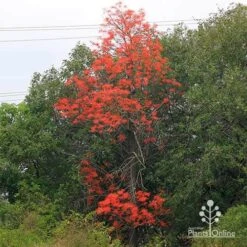 Illawarra Flame Tree - Brachychiton 17 Illawarra Flame Tree - Brachychiton -Green Plant Corner apo flame tree nursery hedge