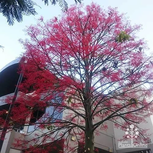 Illawarra Flame Tree - Brachychiton 13 Illawarra Flame Tree - Brachychiton - Image 11