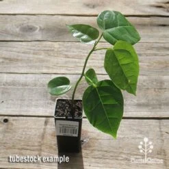 Illawarra Flame Tree - Brachychiton 16 Illawarra Flame Tree - Brachychiton -Green Plant Corner apo flame tree tubestock top