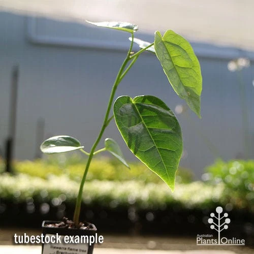 Illawarra Flame Tree - Brachychiton 11 Illawarra Flame Tree - Brachychiton - Image 9