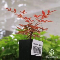 Nandina FLIRT -Green Plant Corner apo flirt tubestock