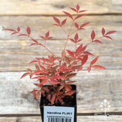 Nandina FLIRT -Green Plant Corner apo flirt tubestock top
