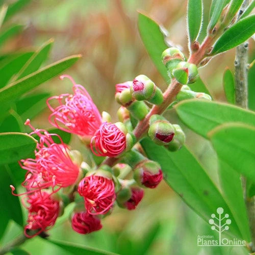 Callistemon Fluro Burst 14 Callistemon Fluro Burst - Image 12
