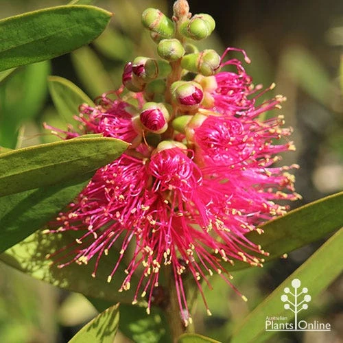 Callistemon Fluro Burst 4 Callistemon Fluro Burst - Image 2