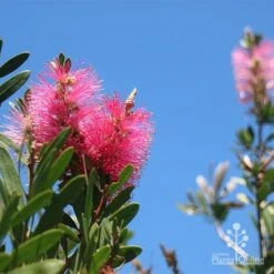 Callistemon Fluro Burst 22 Callistemon Fluro Burst -Green Plant Corner apo fluro burst flower blue sky