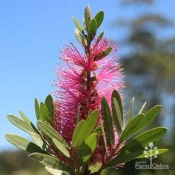 Callistemon Fluro Burst 25 Callistemon Fluro Burst -Green Plant Corner apo fluro burst flower sunshine
