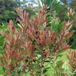 Callistemon Fluro Burst 29 Callistemon Fluro Burst -Green Plant Corner apo fluro burst foliage