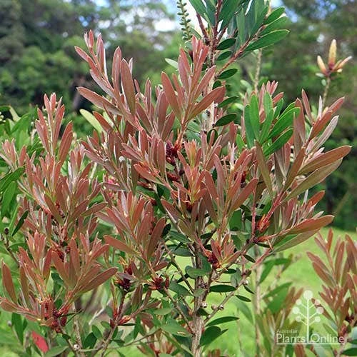Callistemon Fluro Burst 12 Callistemon Fluro Burst - Image 10
