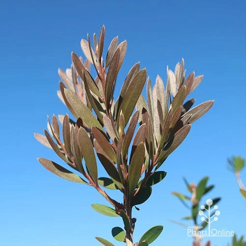 Callistemon Fluro Burst 15 Callistemon Fluro Burst - Image 13