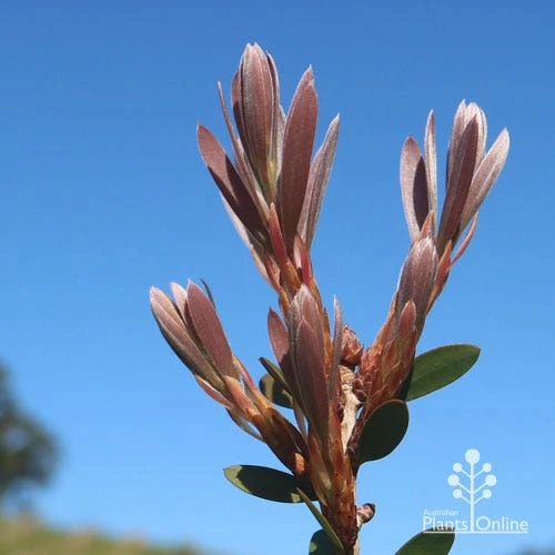 Callistemon Fluro Burst 20 Callistemon Fluro Burst - Image 18