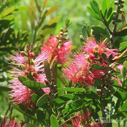 Callistemon Fluro Burst 19 Callistemon Fluro Burst - Image 17