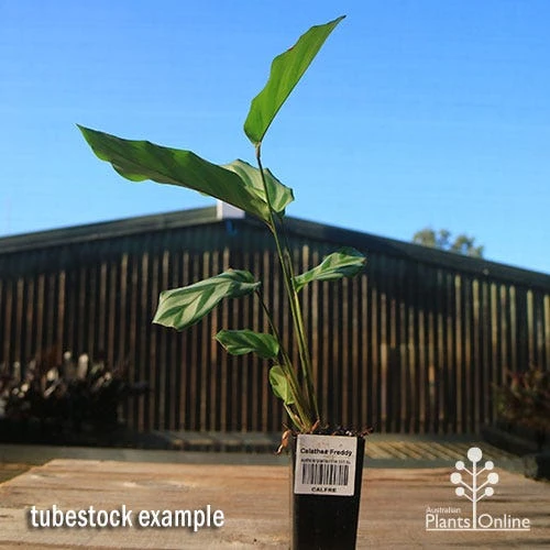 Calathea Freddy 6 Calathea Freddy - Image 4