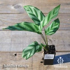 Calathea Freddy 8 Calathea Freddy -Green Plant Corner apo freddy tubestock top